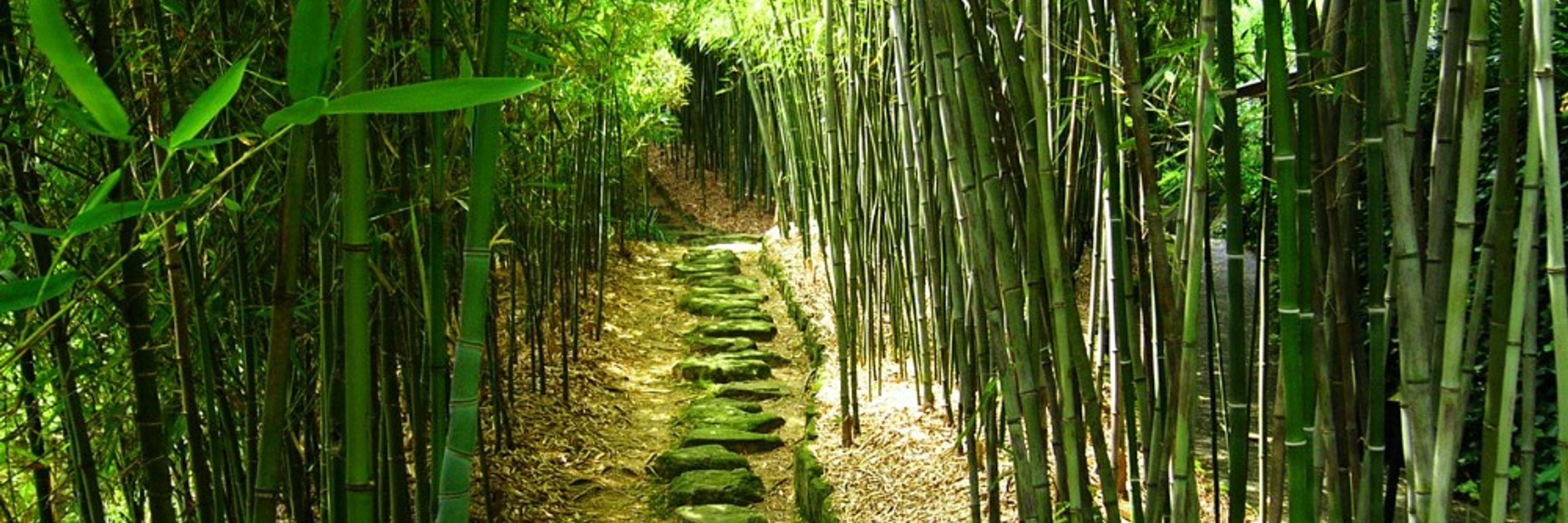 茶月水堂