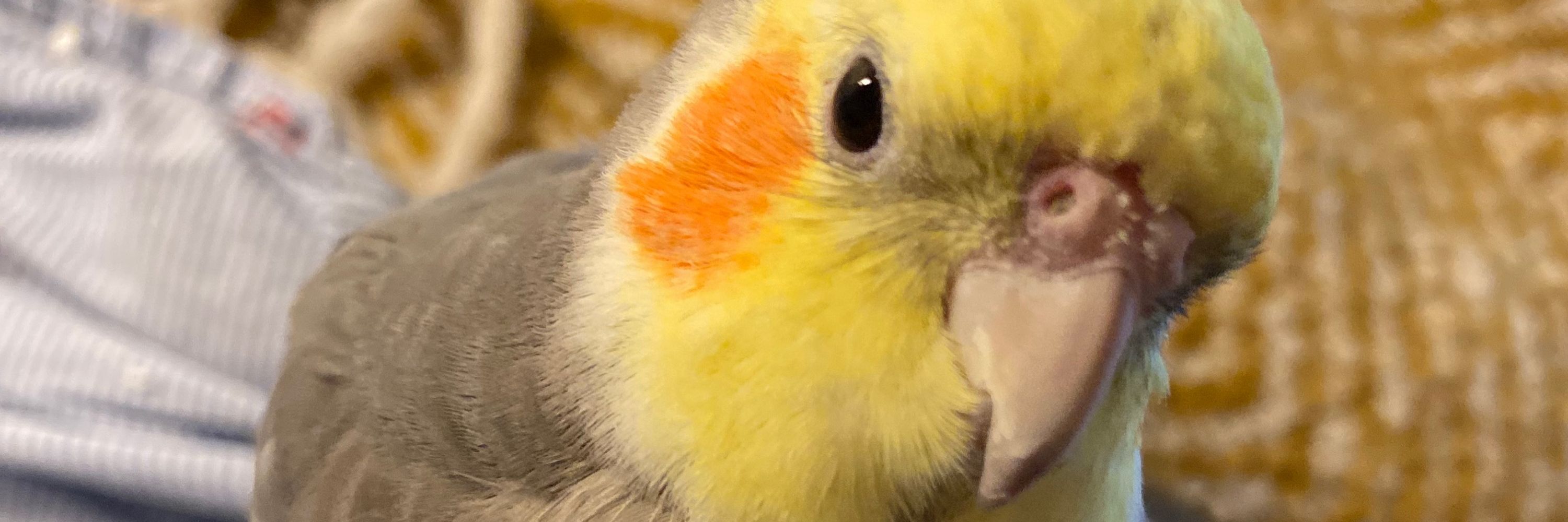 Cheep Shot