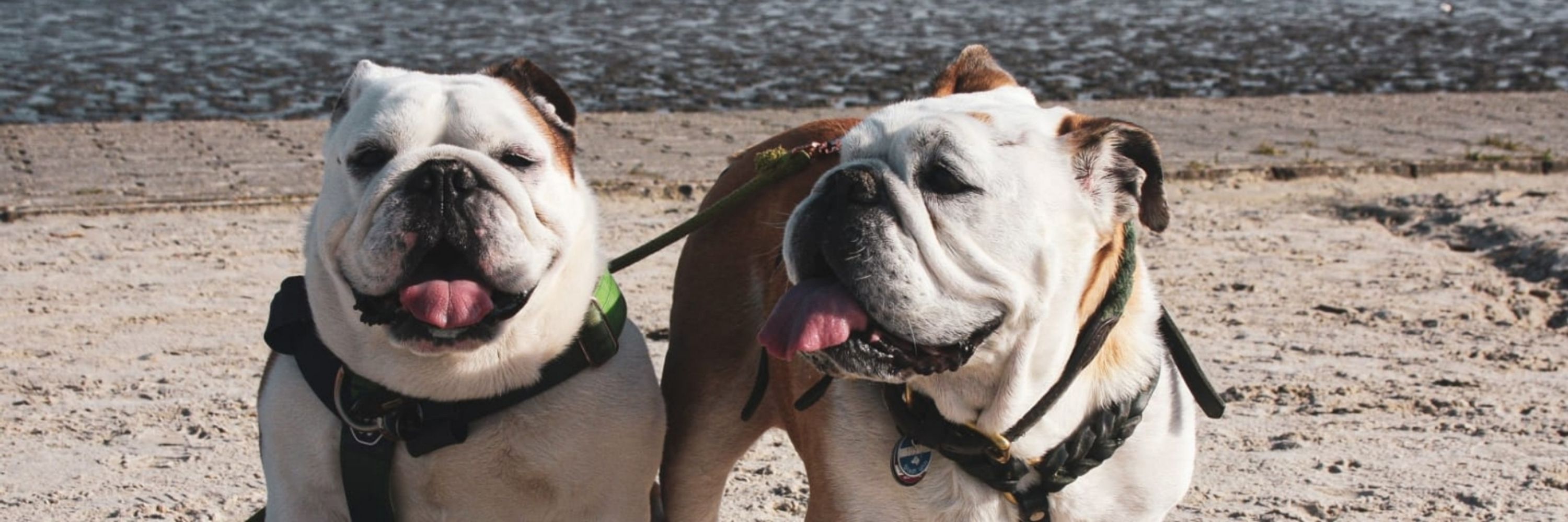 Peanut&Butters_the_Bullysaurians
