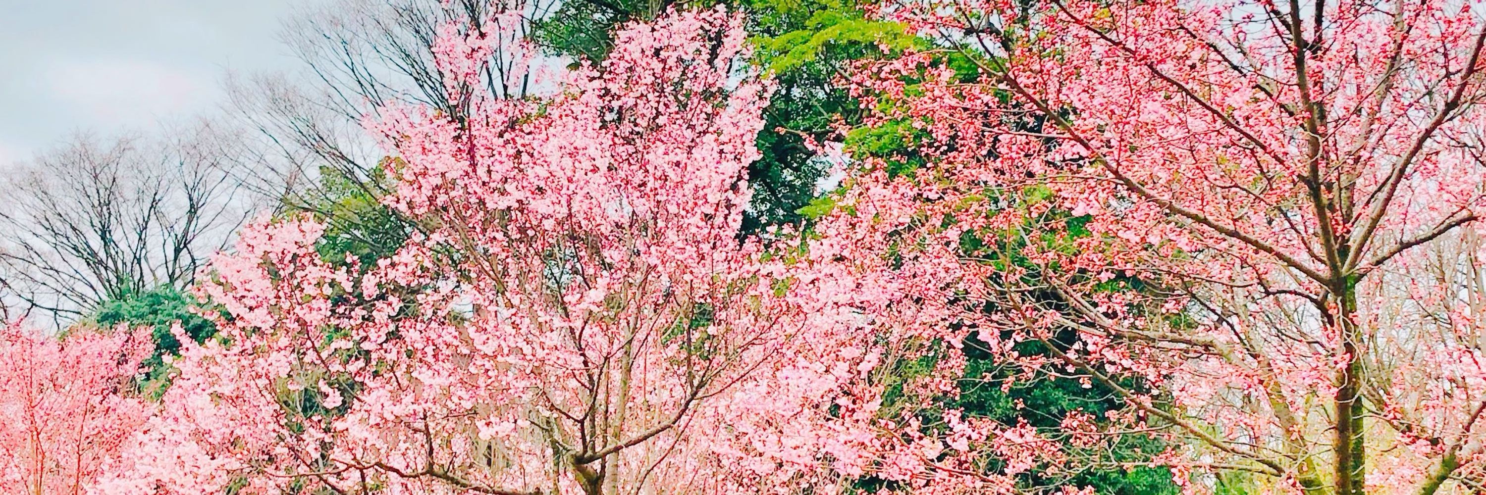 いちむ