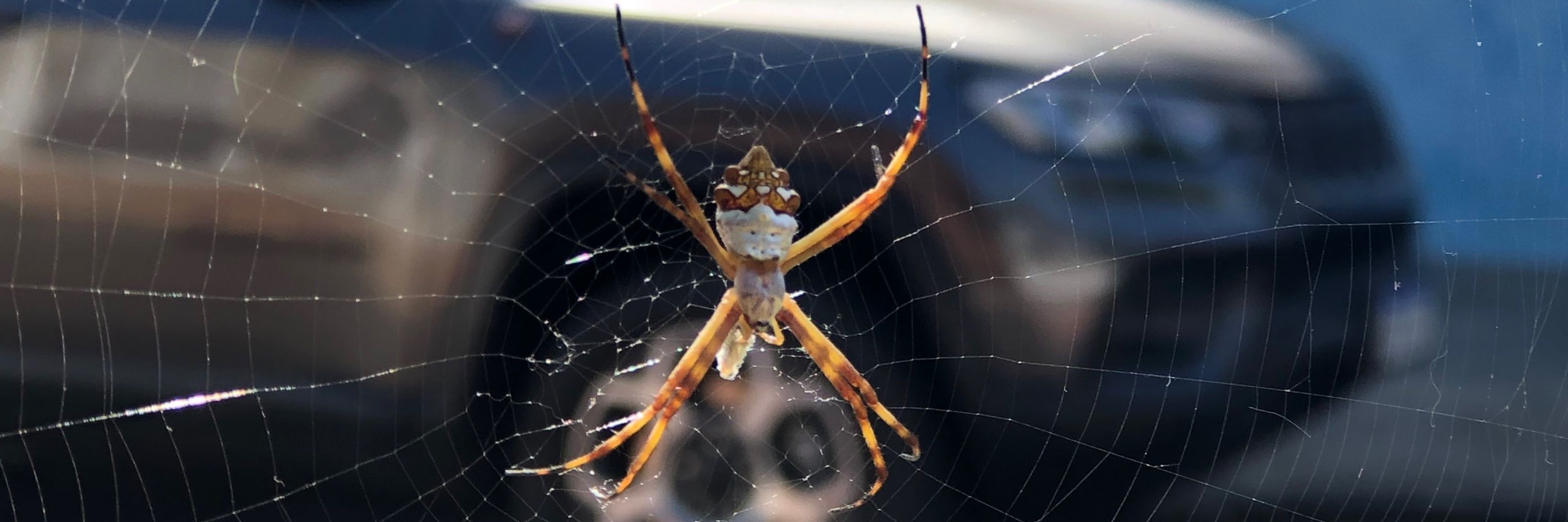 𝔦𝔞𝔫🕷