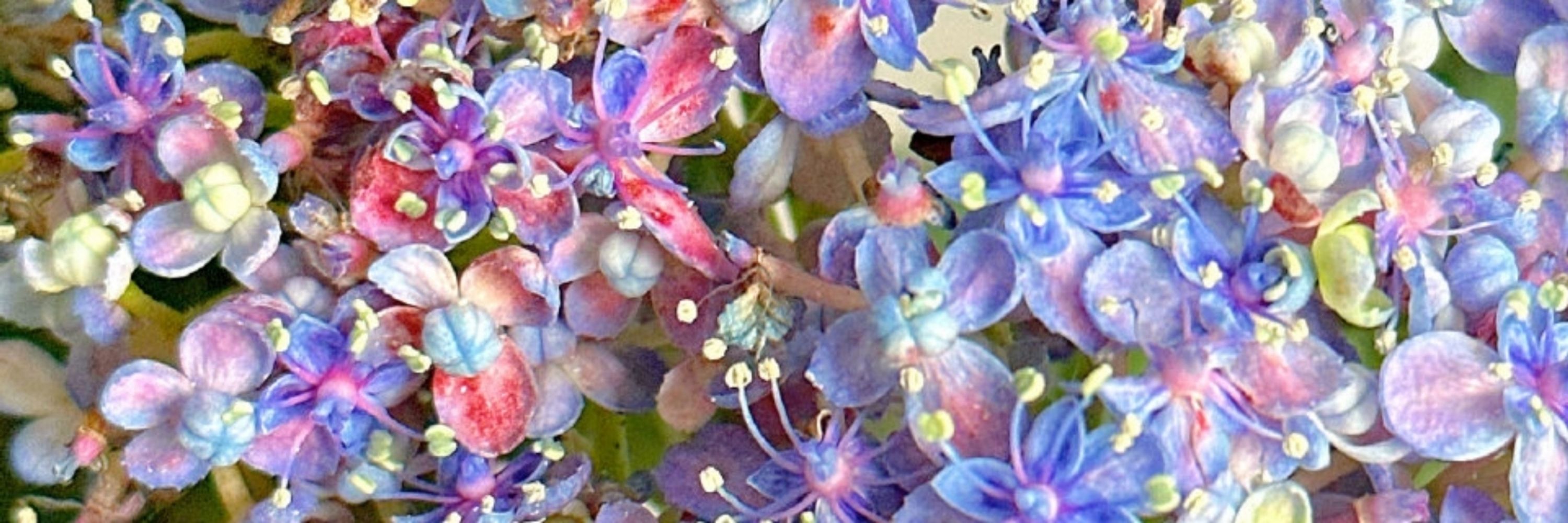 遍地都是蛇目岐🌼