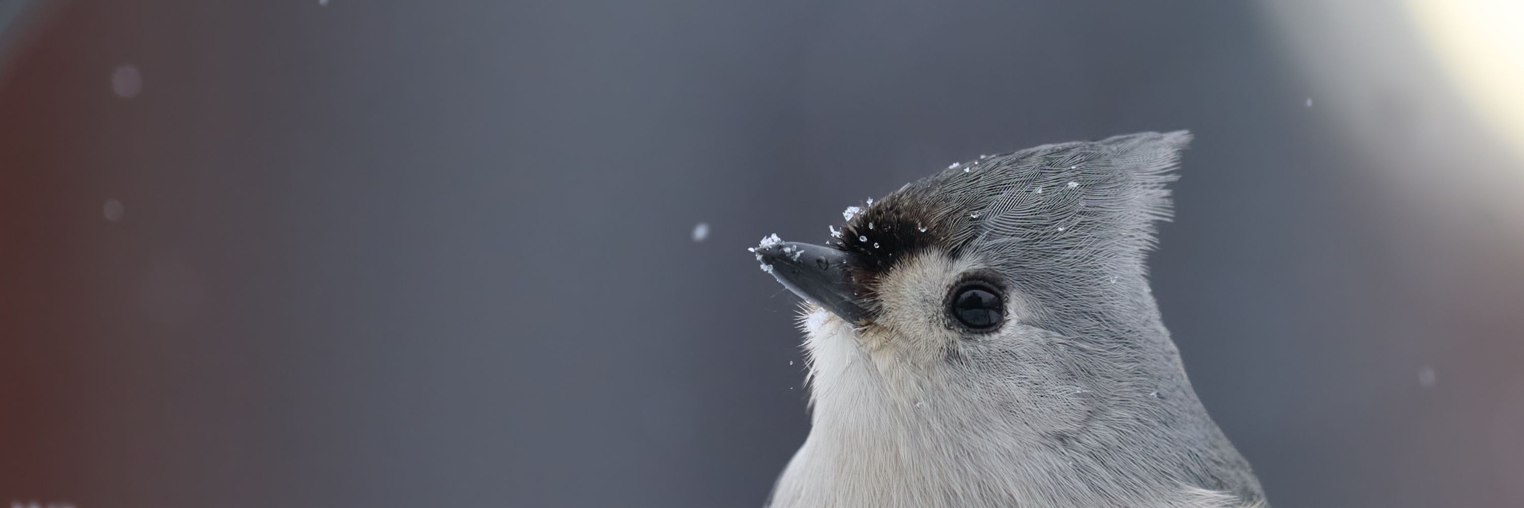 Mechayla Zeinert 🐦
