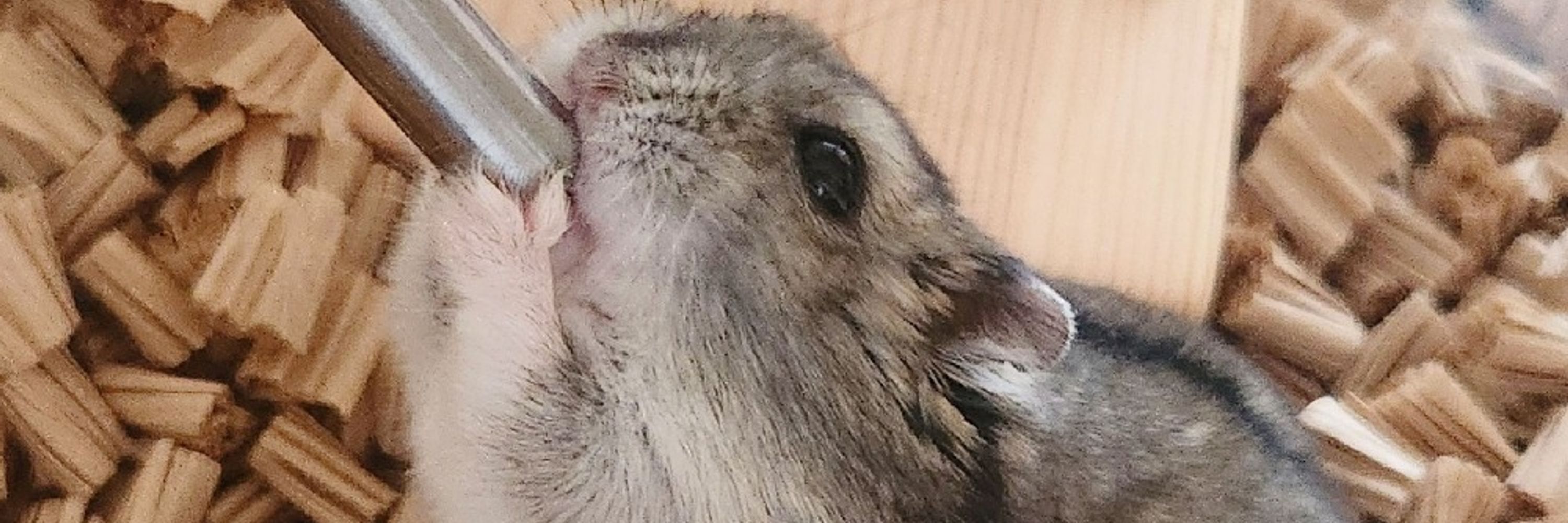 うたたね