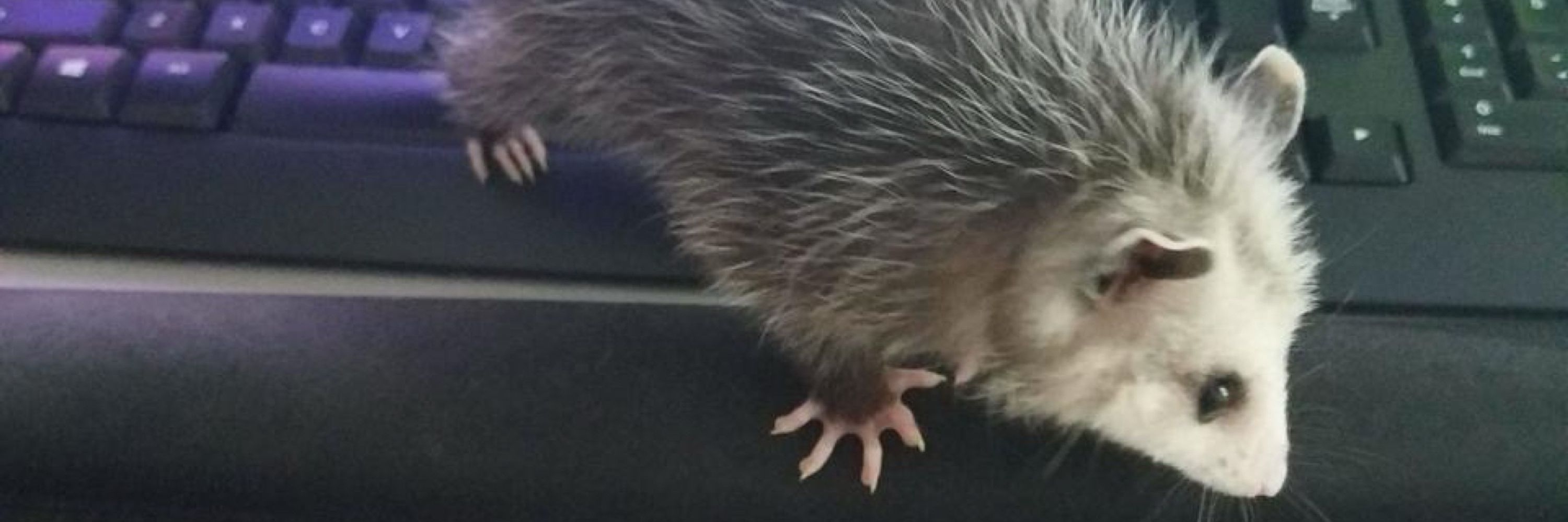 owepossum