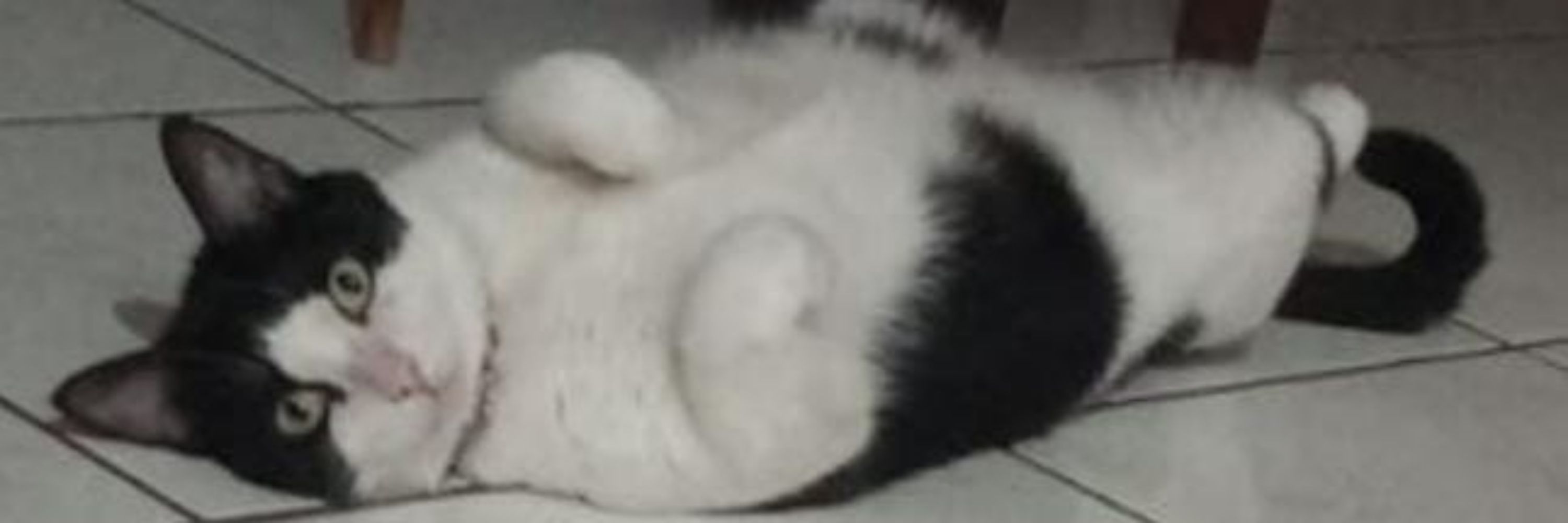 Icaro