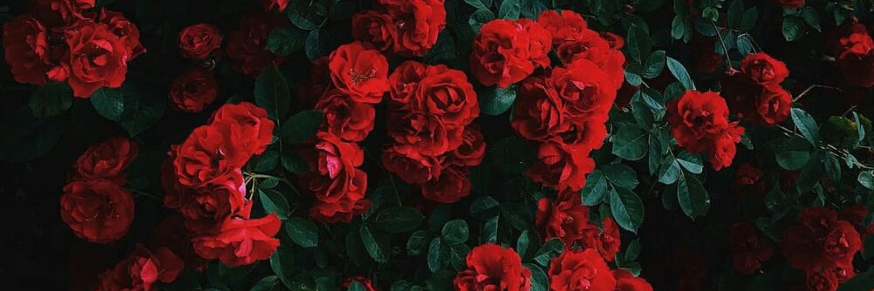 Sybilla 🌺
