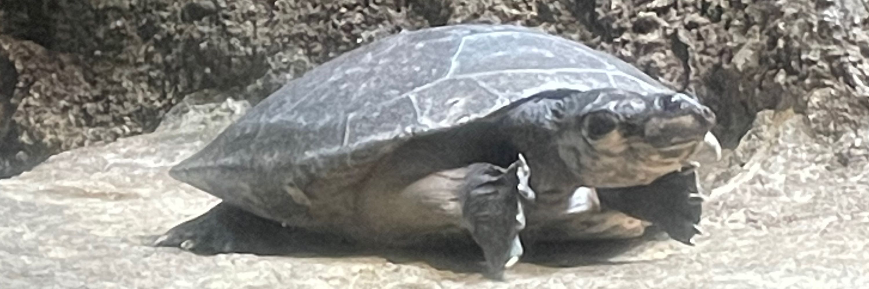 目がメガになったわね🐢
