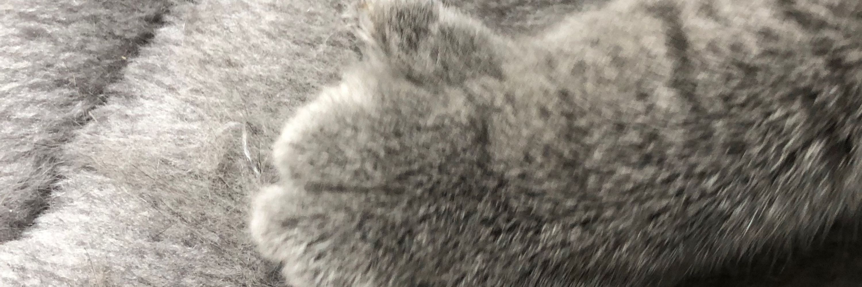 グンコーソング