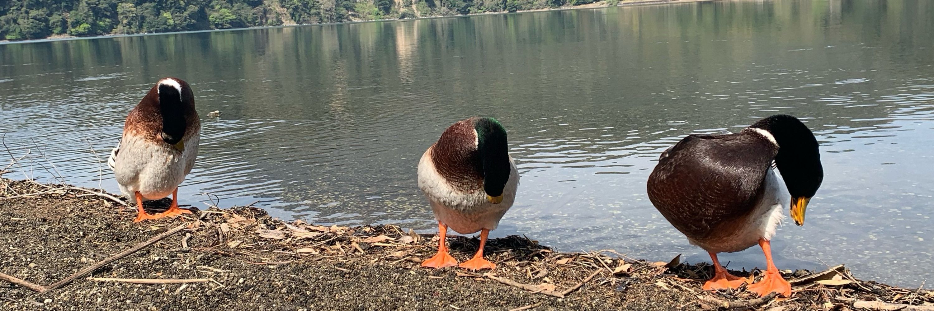 フクチ