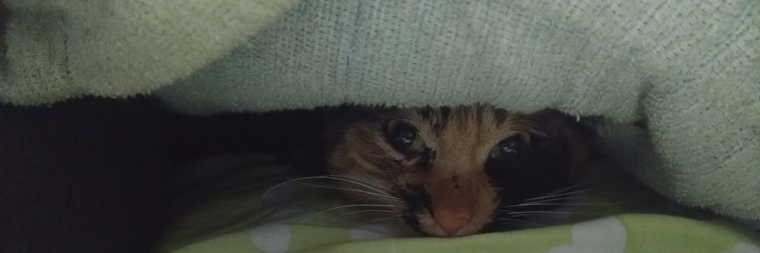 いとのこ