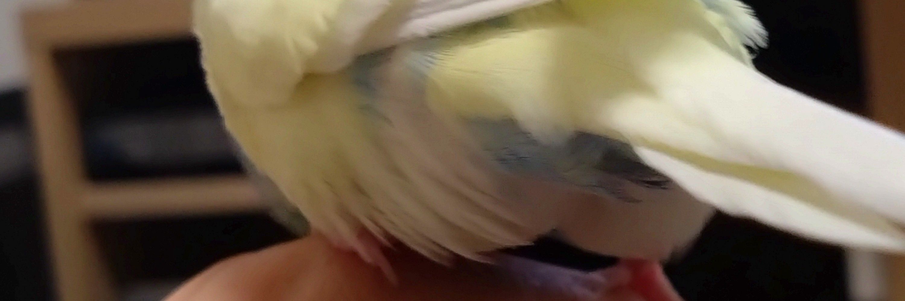 しもつき