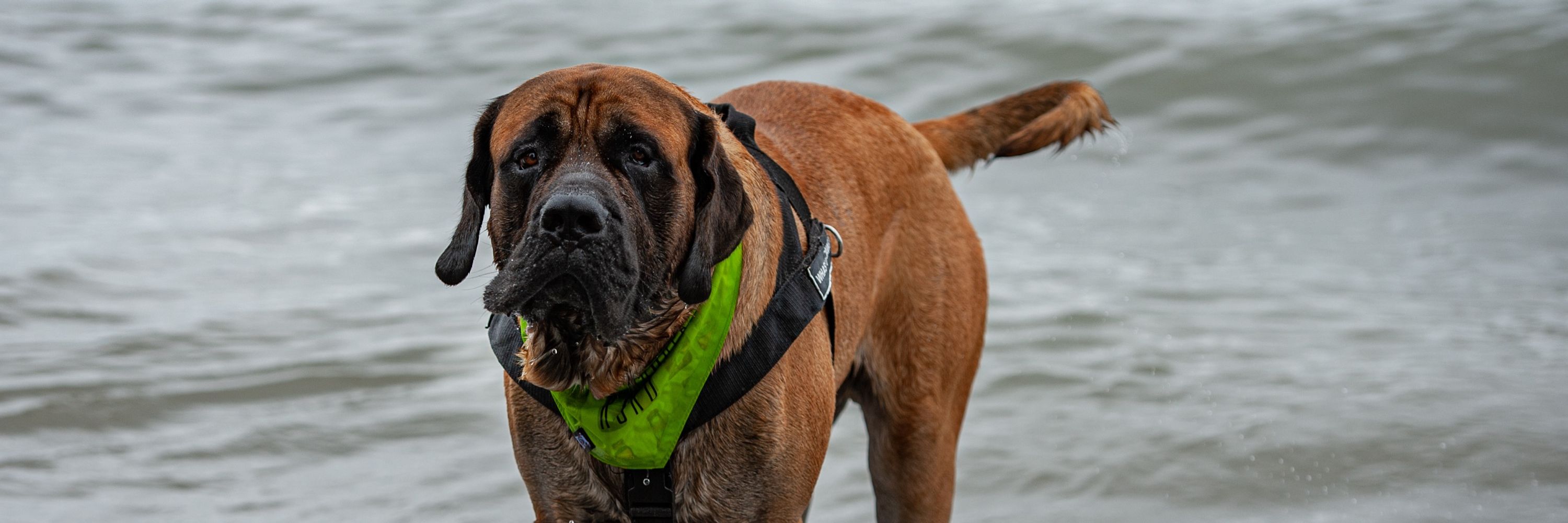 Stanley the English Mastiff