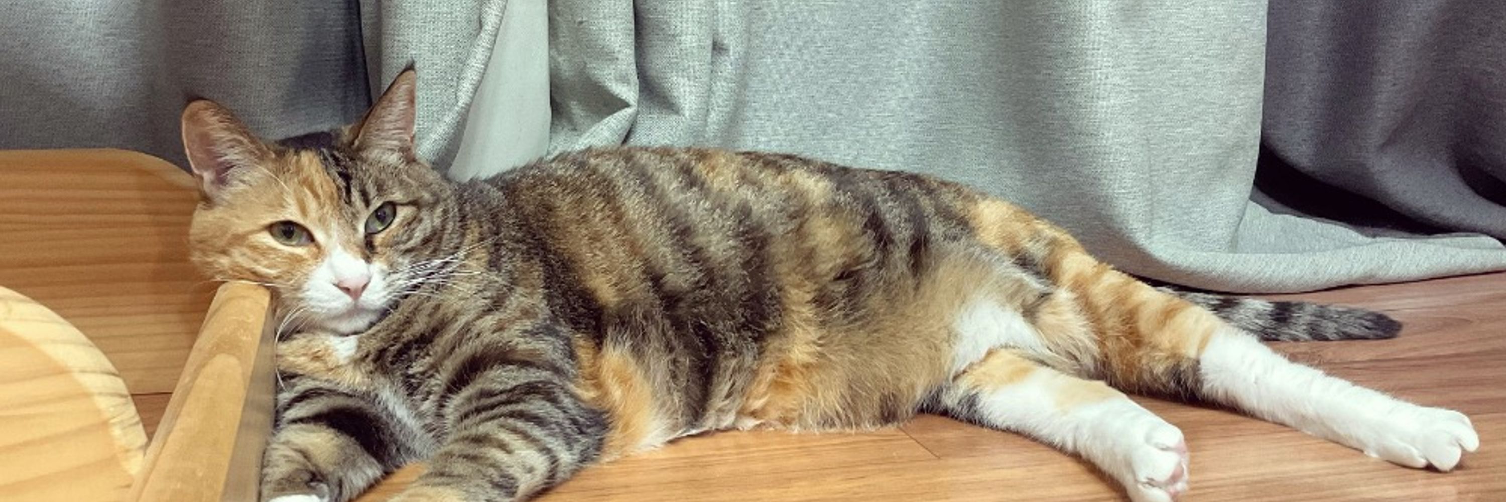 ㄱㅅㄱ