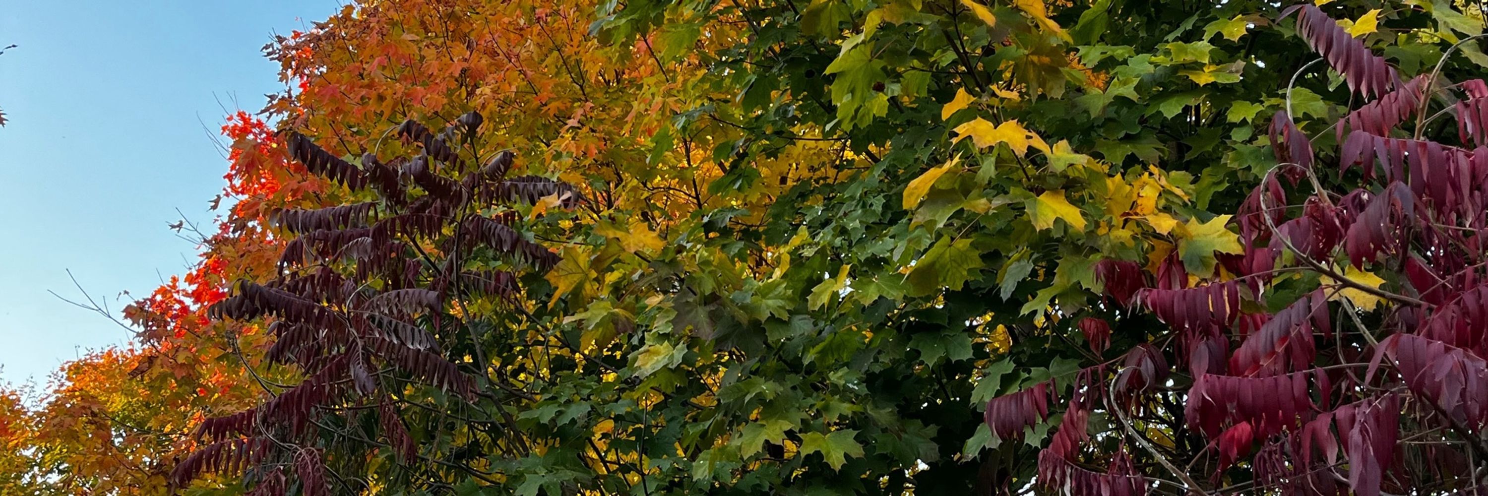 🍂MACK🍂