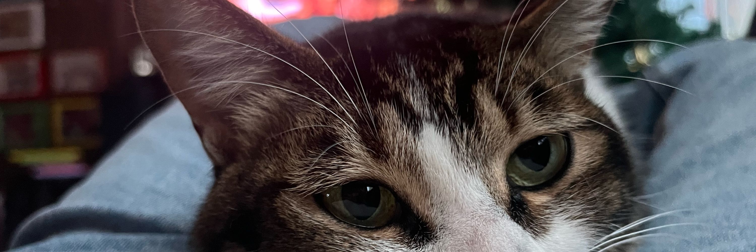 背痛meowt