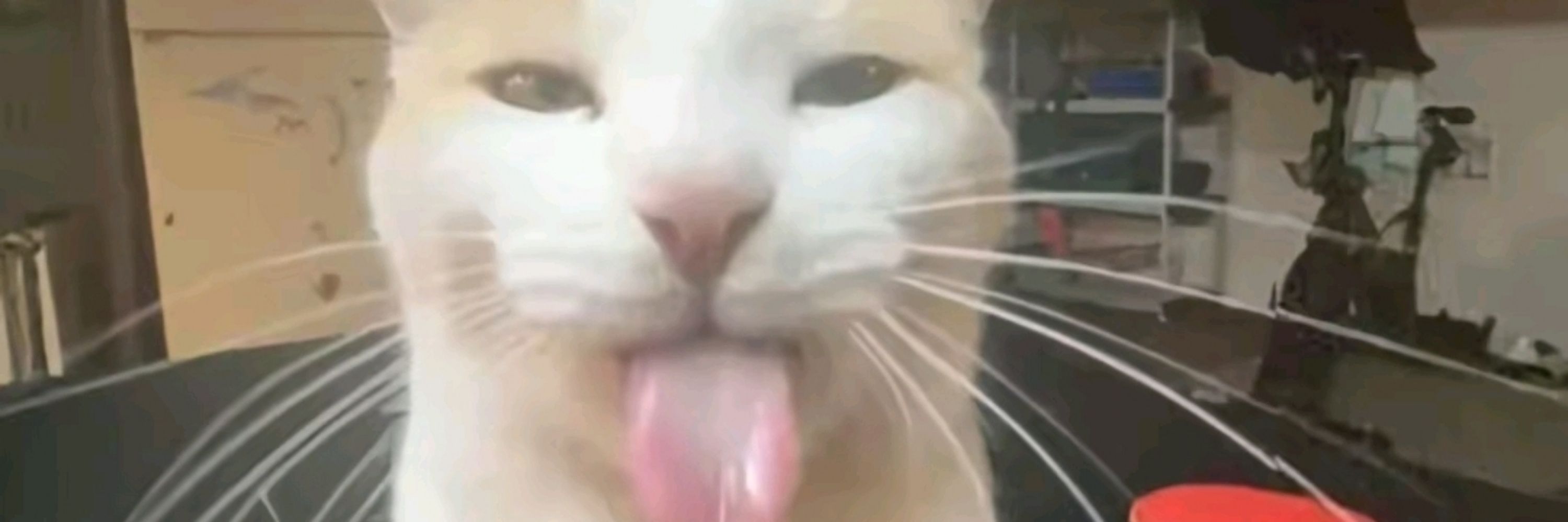 PurrPaon