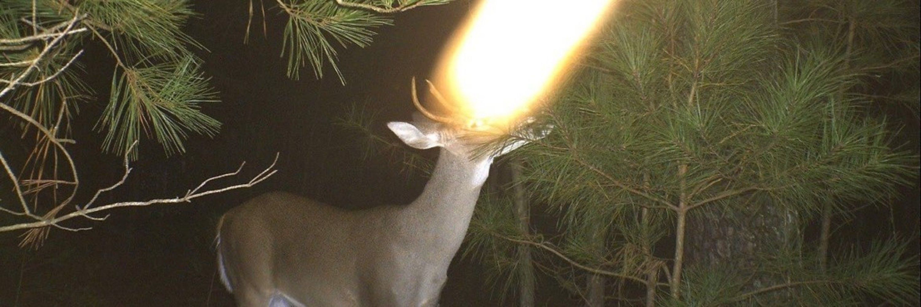 🏳️‍⚧️🦌Leifr🦌🏳️‍⚧️