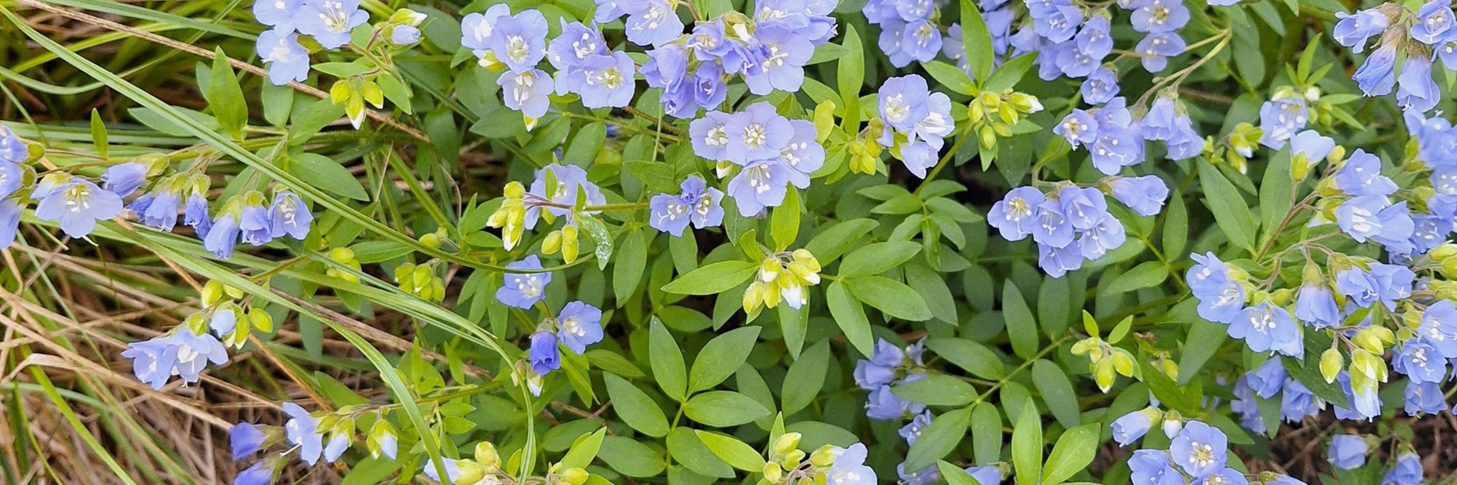 Sprig Native Plant Nursery