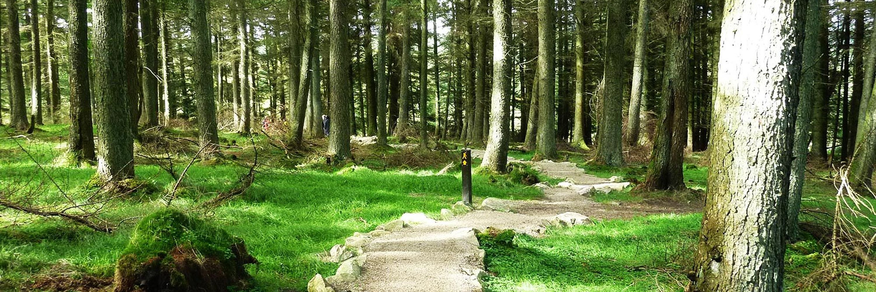 CelticAudrey