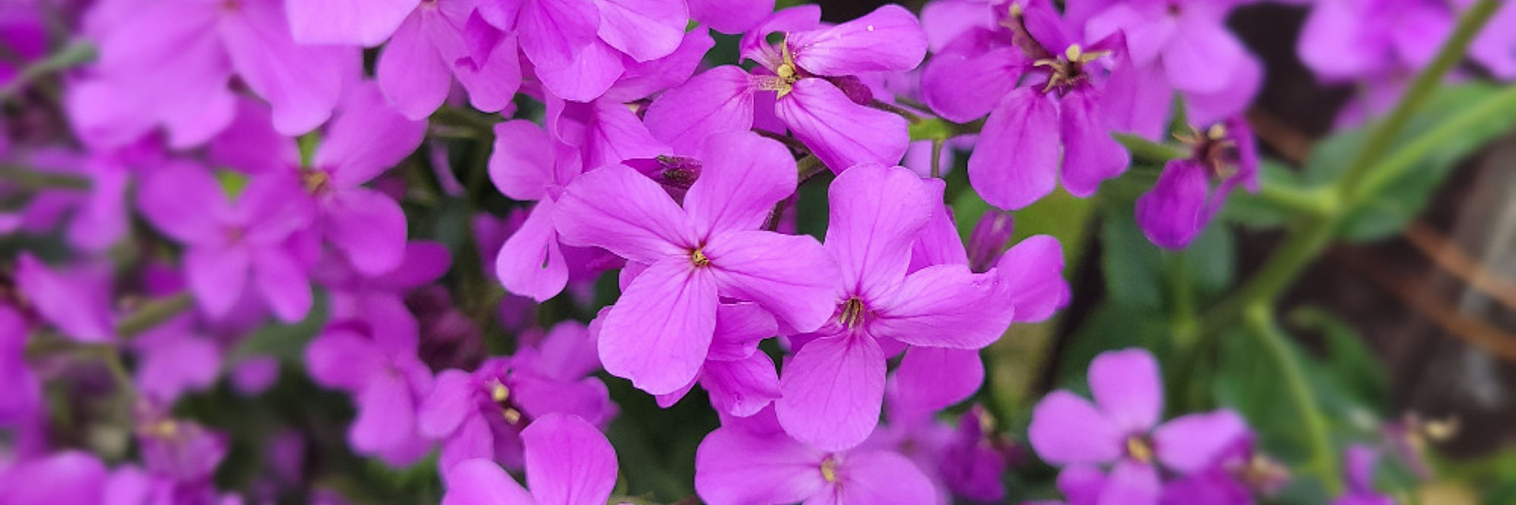 Spuncysp