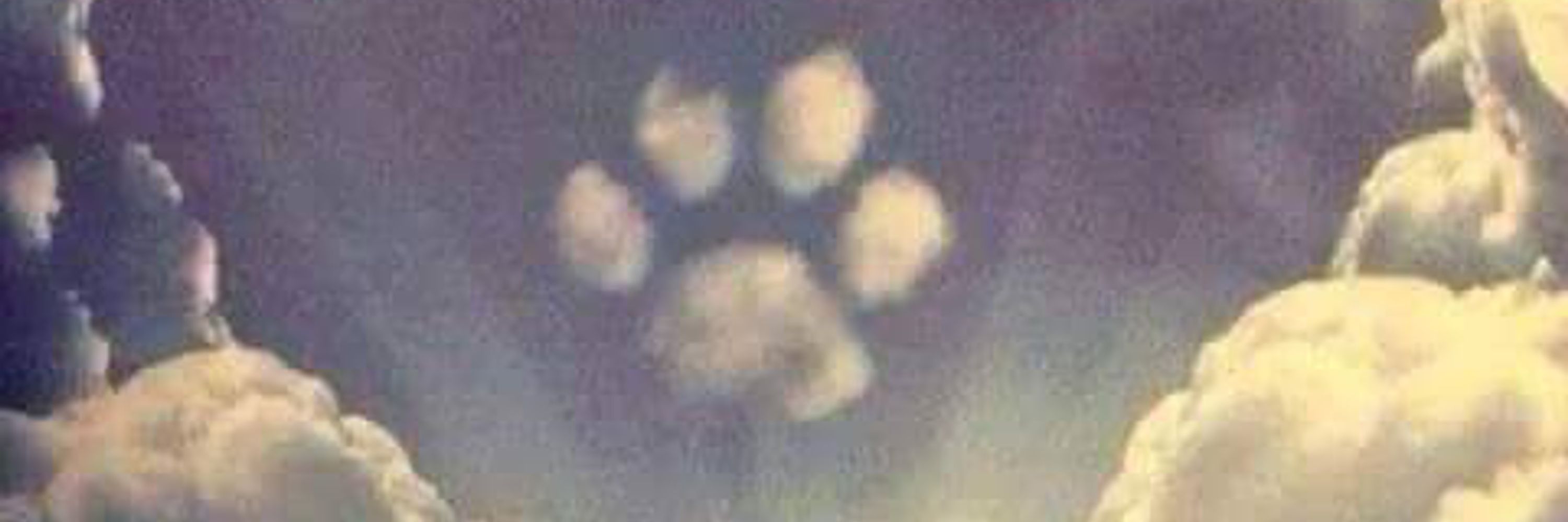 Paws Give Me Purpose 