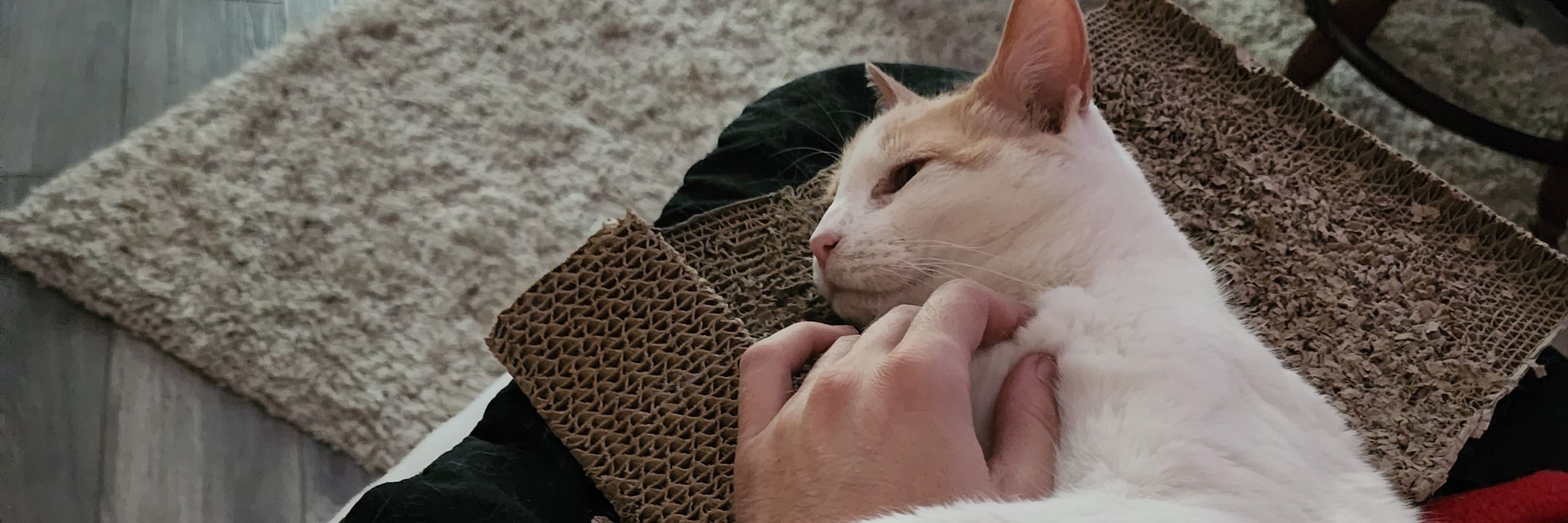 cats