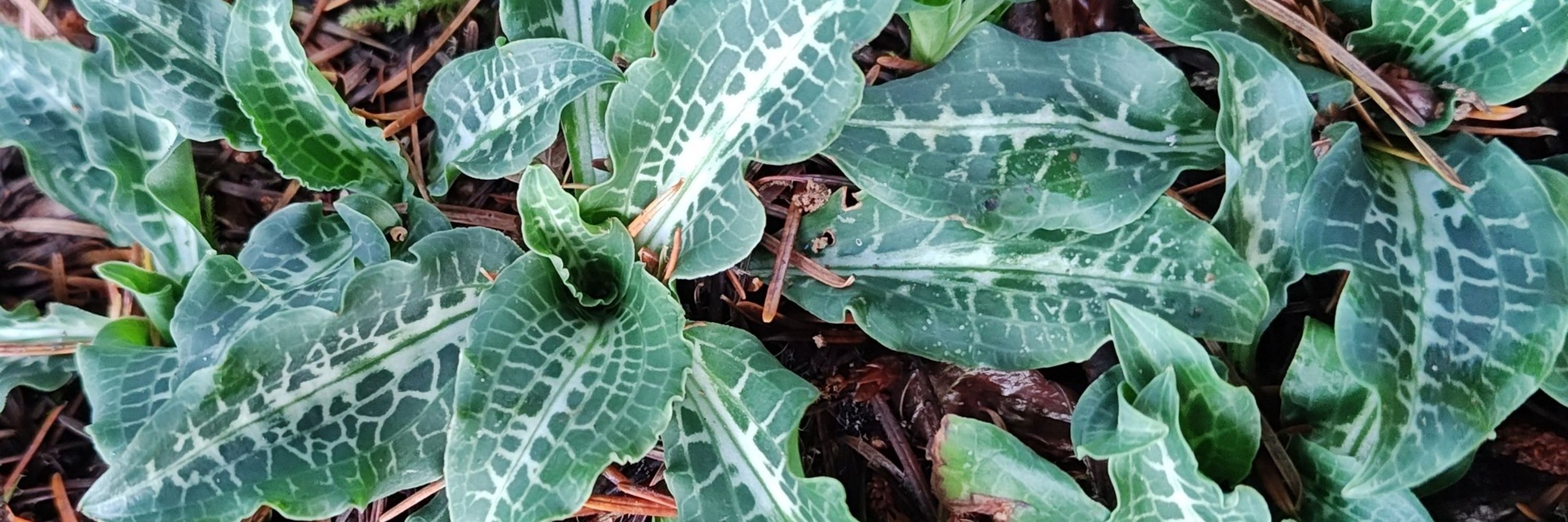 Grateful planter