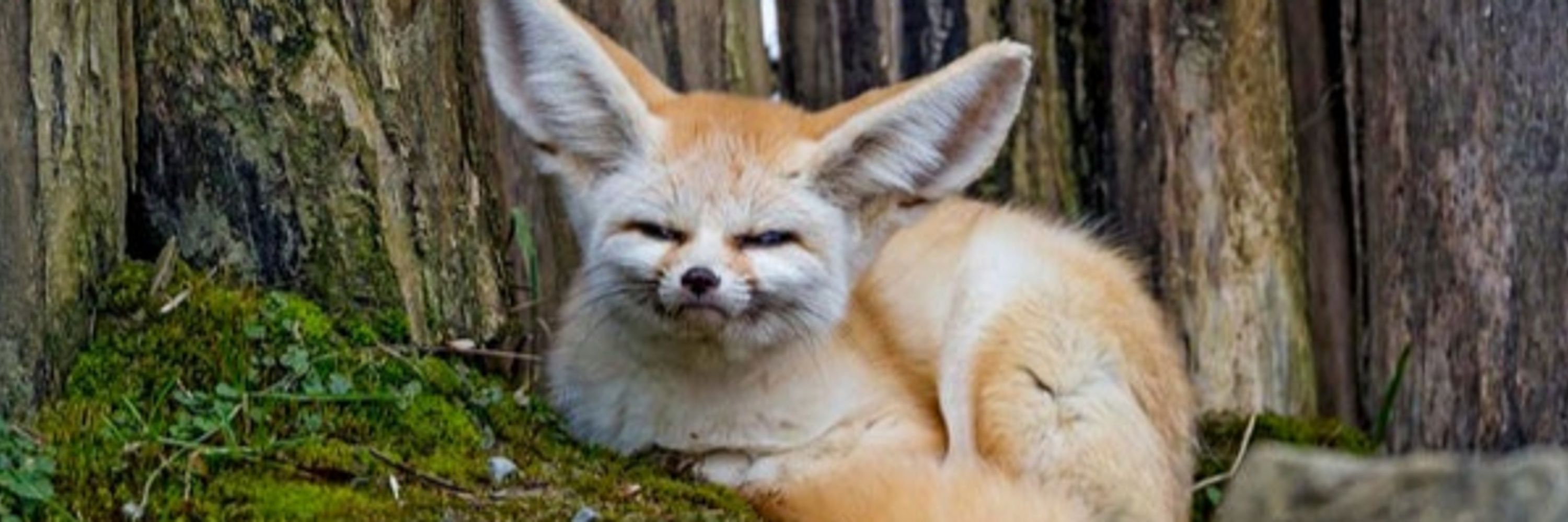 Raze | Foxe