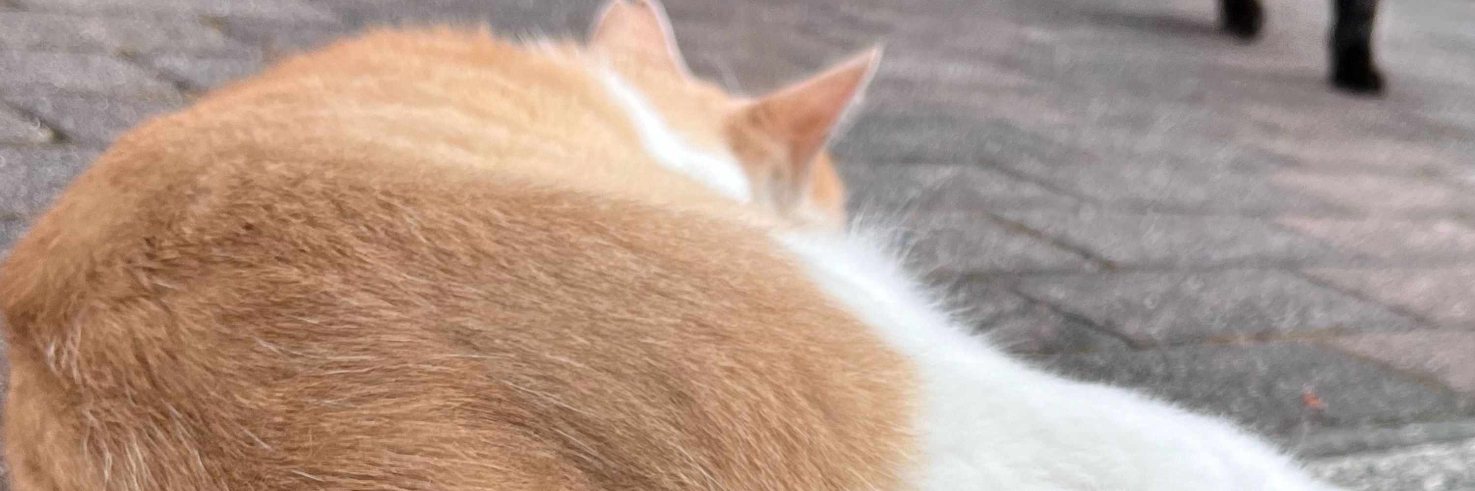 ノム