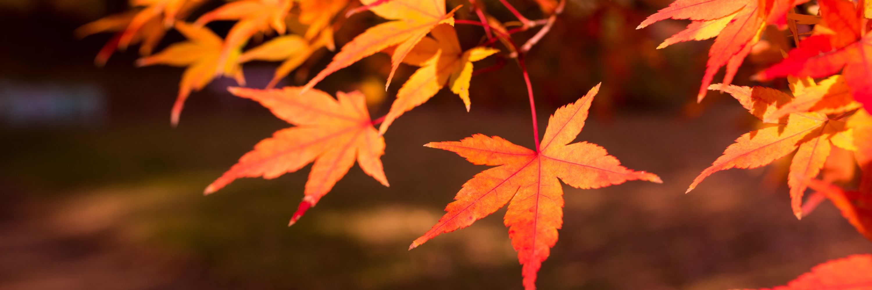 🍁ちおり