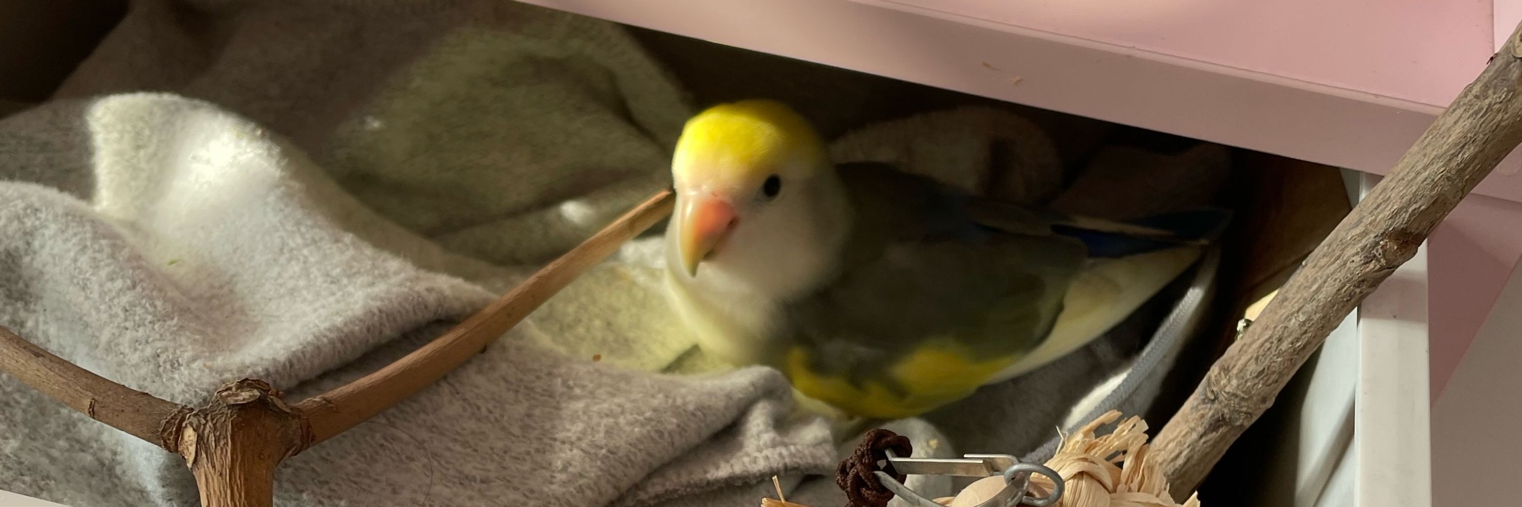 Pix 🍄🦜