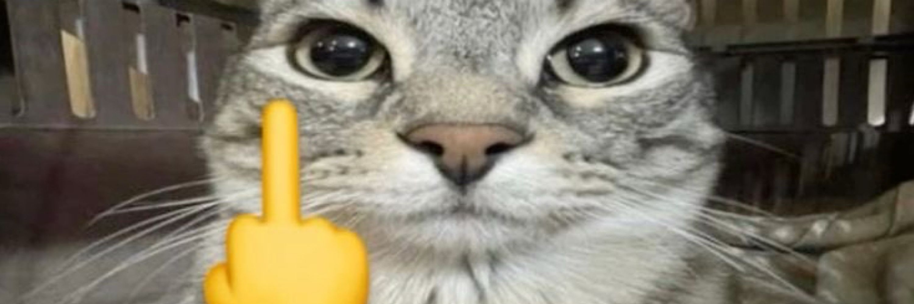 joãozito