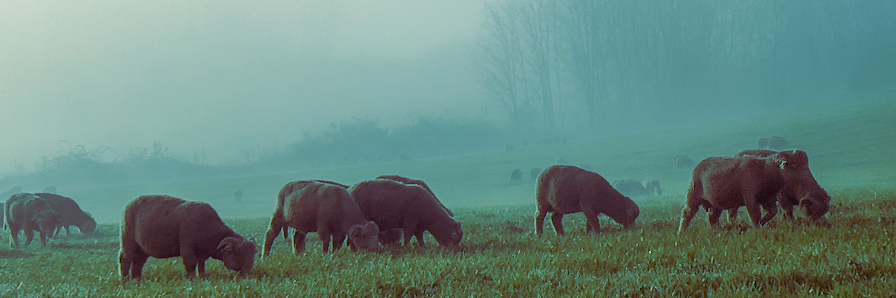 Brume