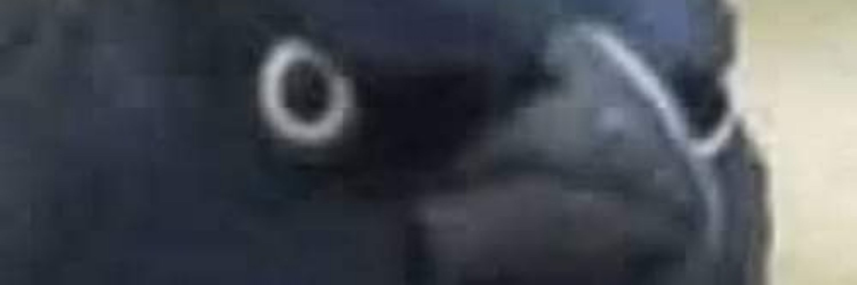 Angelothecat