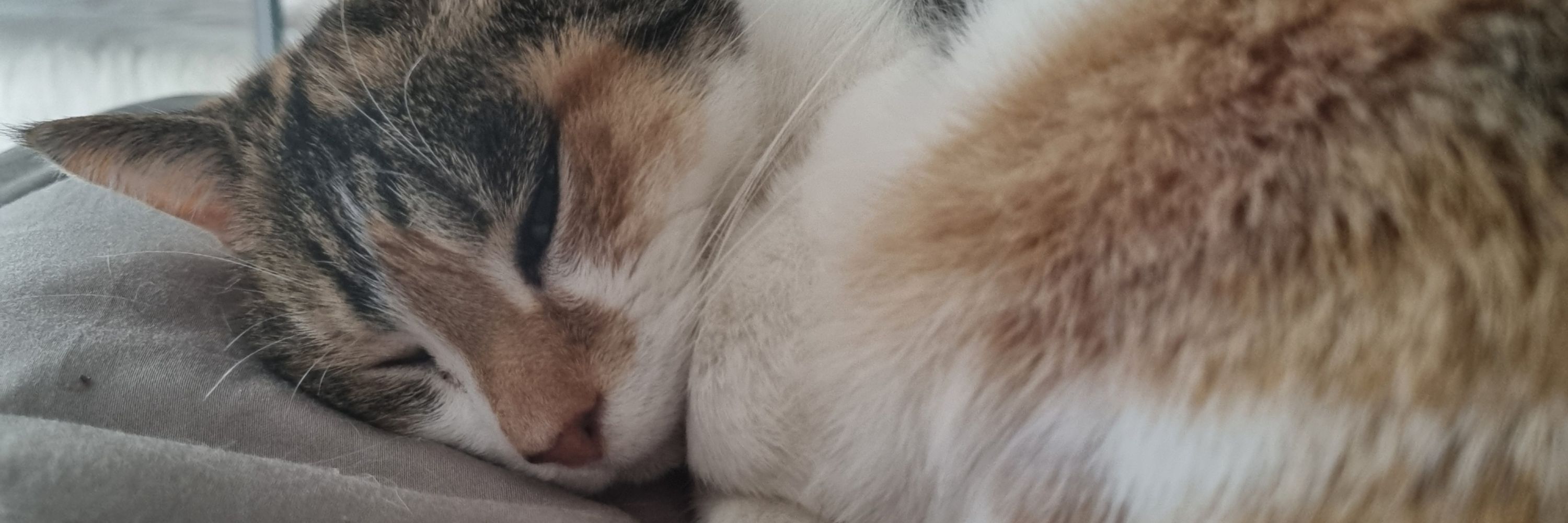 Betty Kitten
