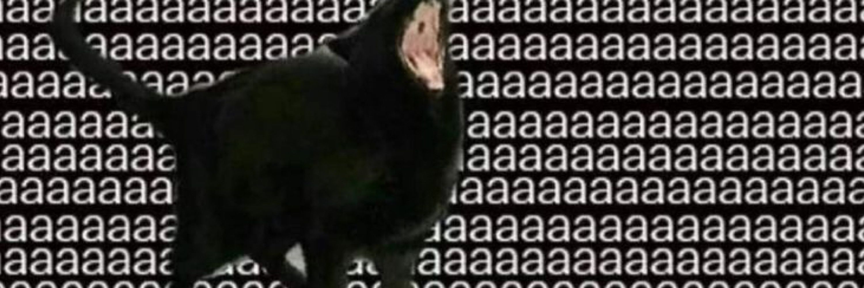Caju 