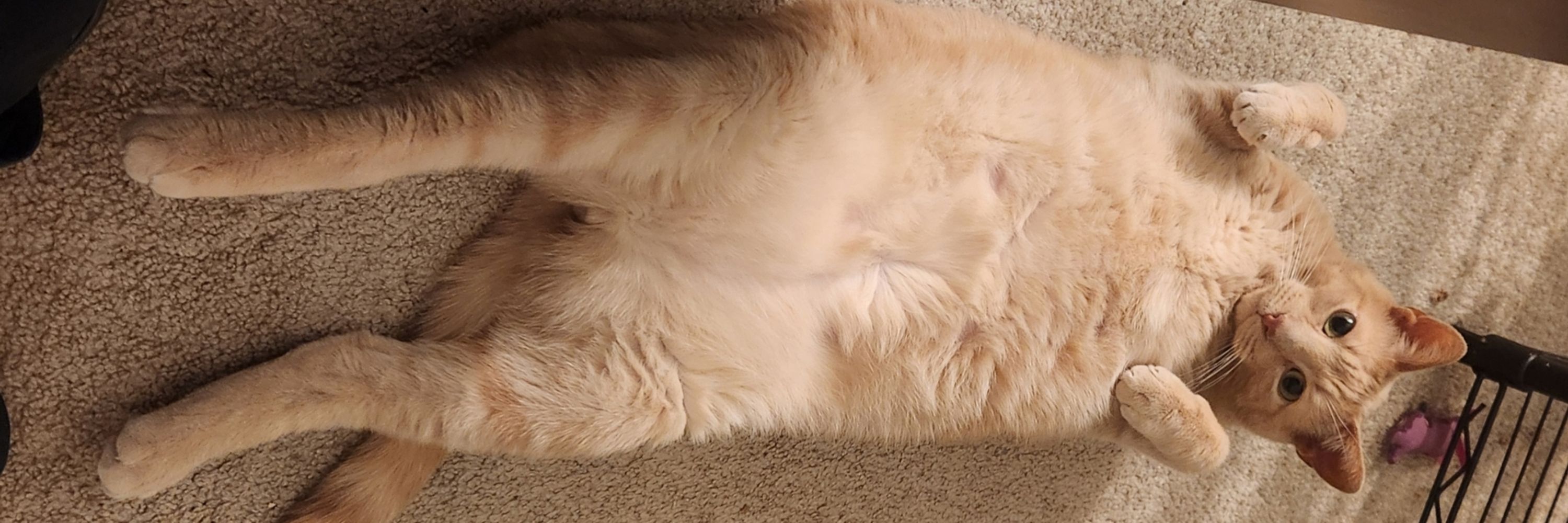 Bo
