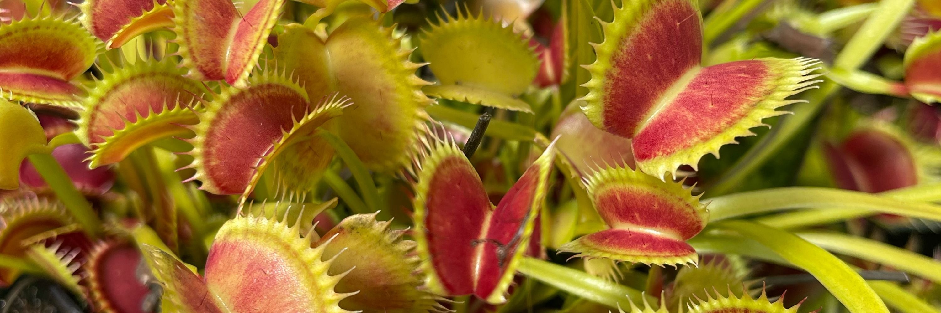 California Carnivores