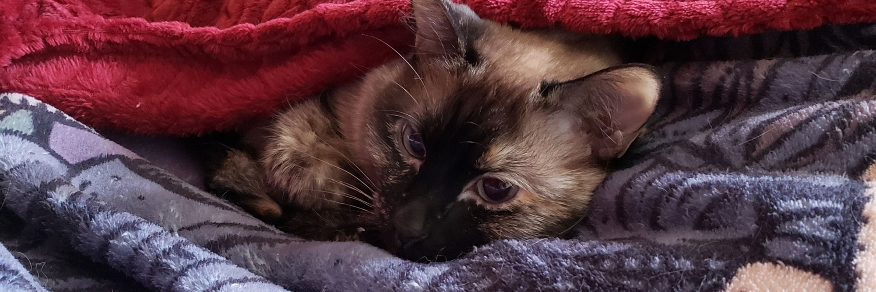 Cat the Cat