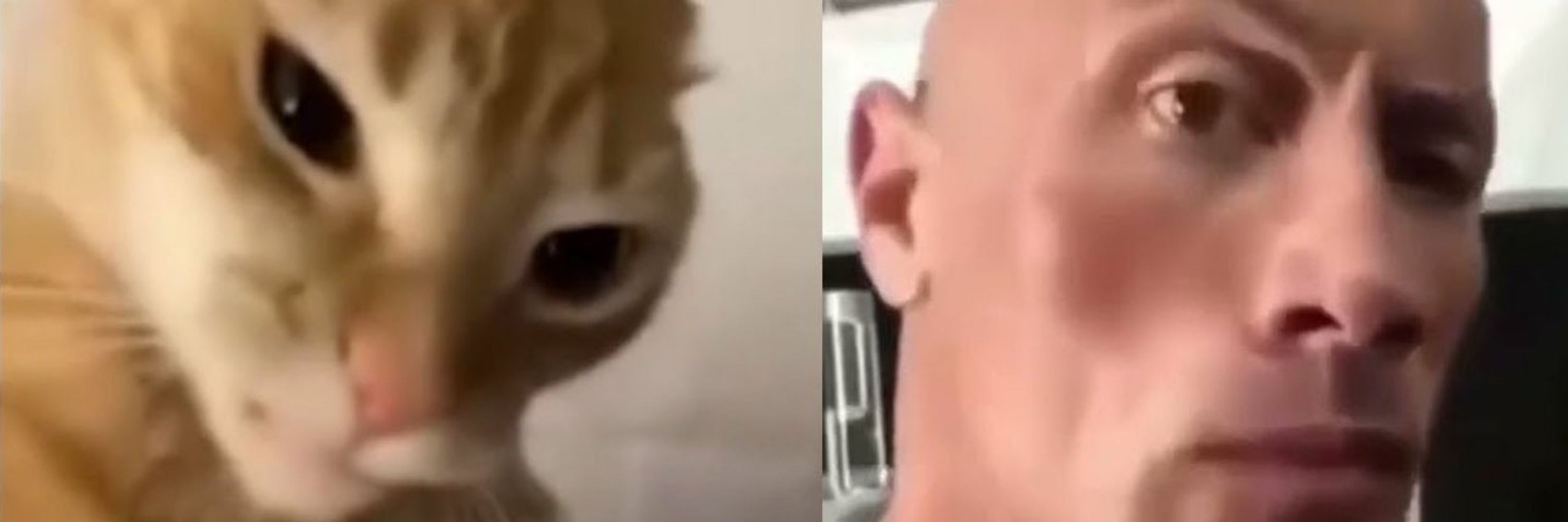 thelid