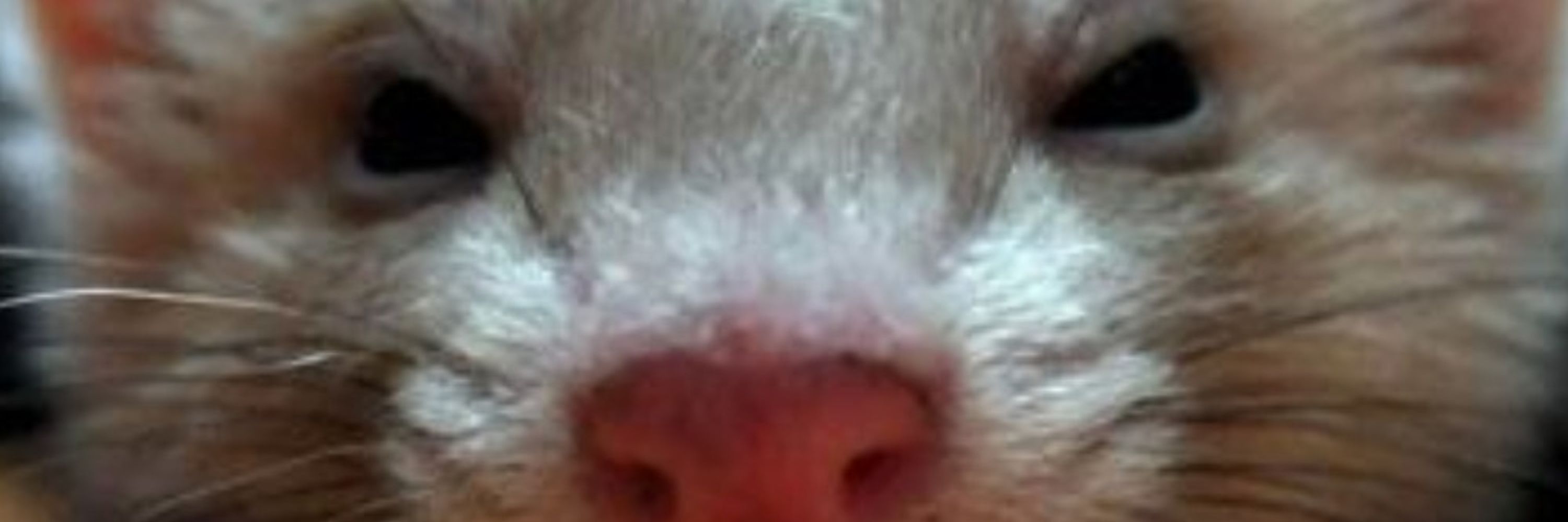 CursedFerret
