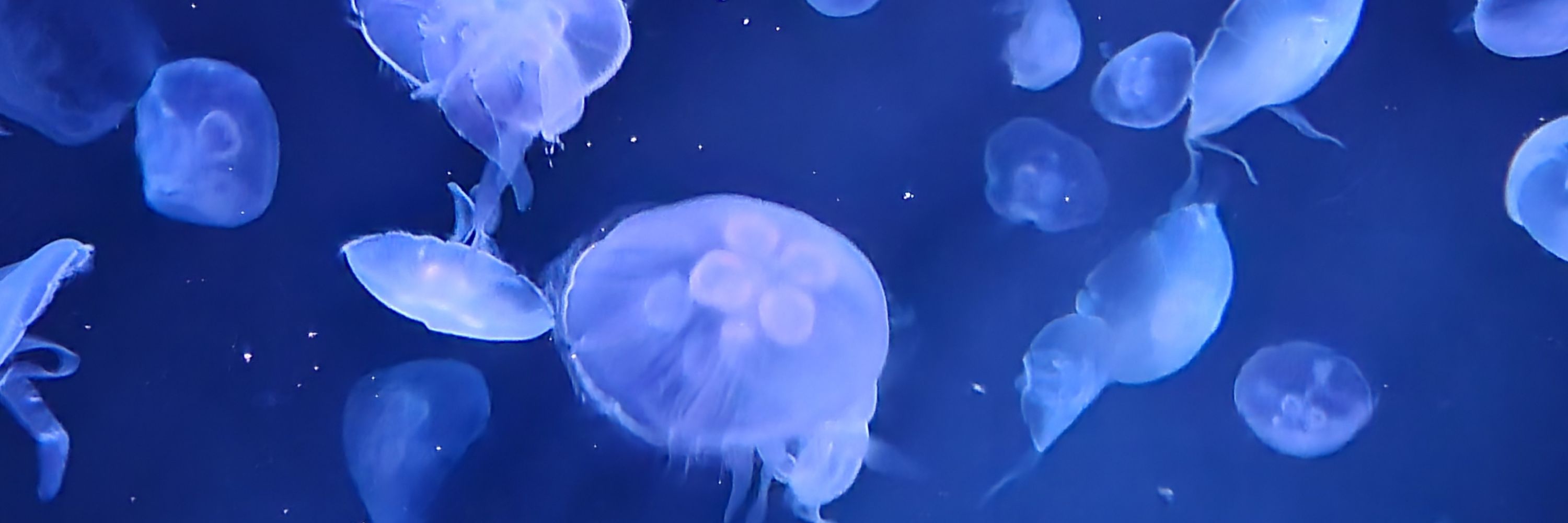 つきまる水産