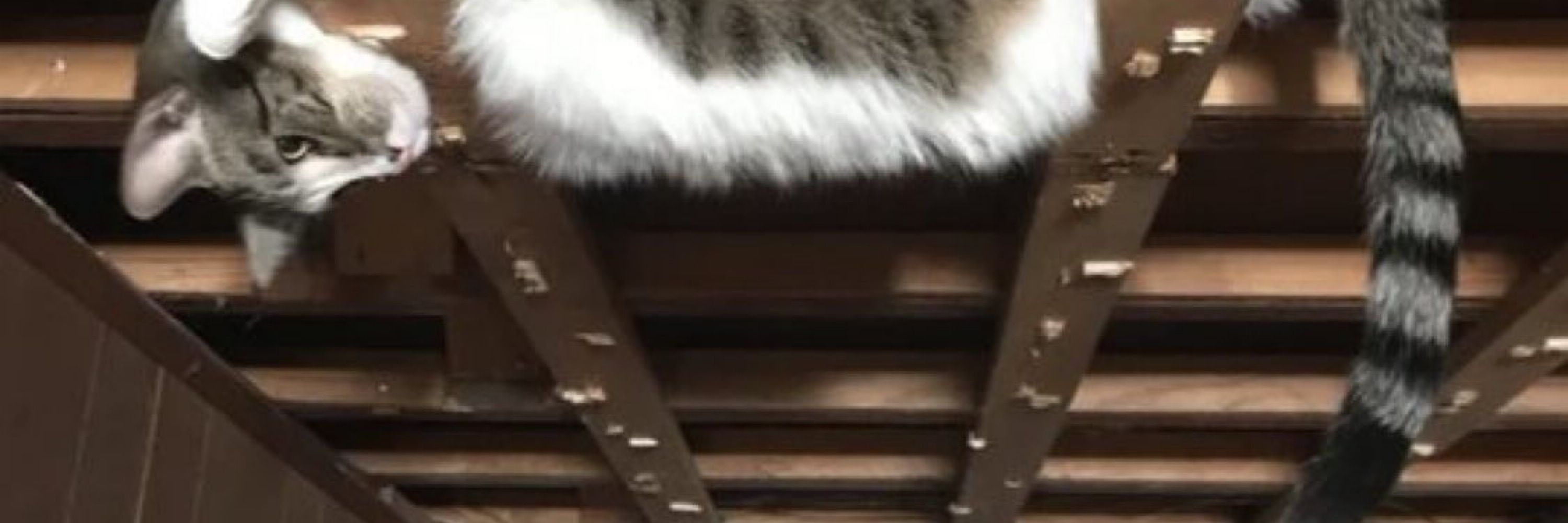 모리스