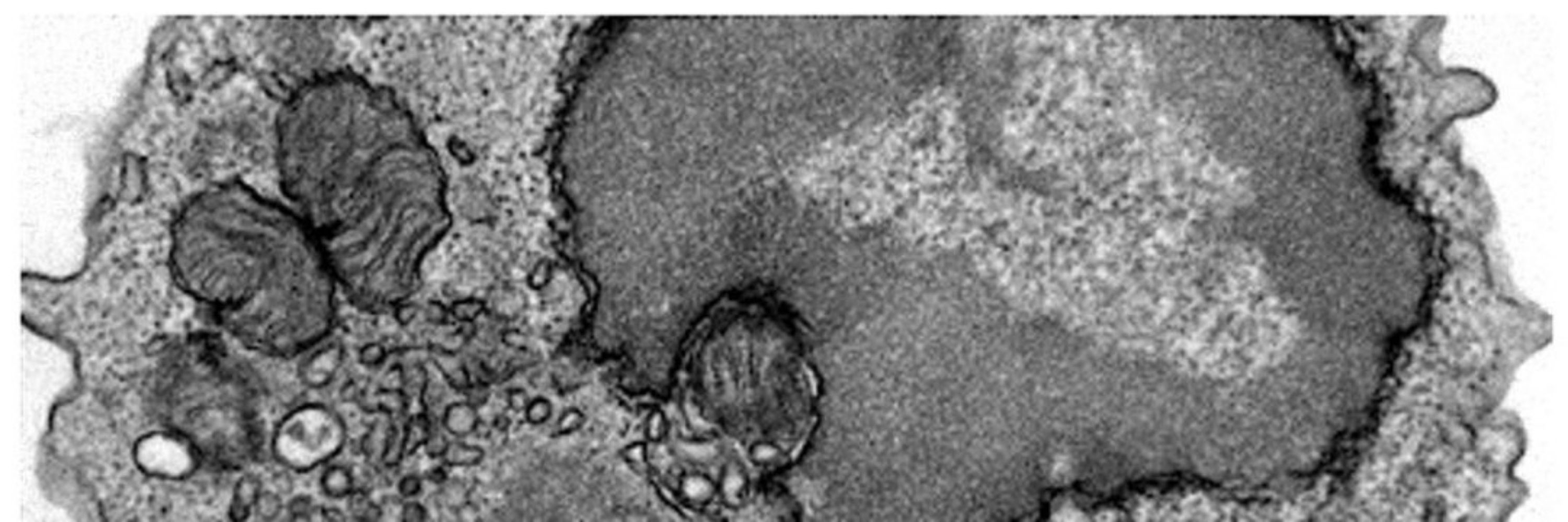 Mitochondrial Biology and Tissue Regeneration Lab