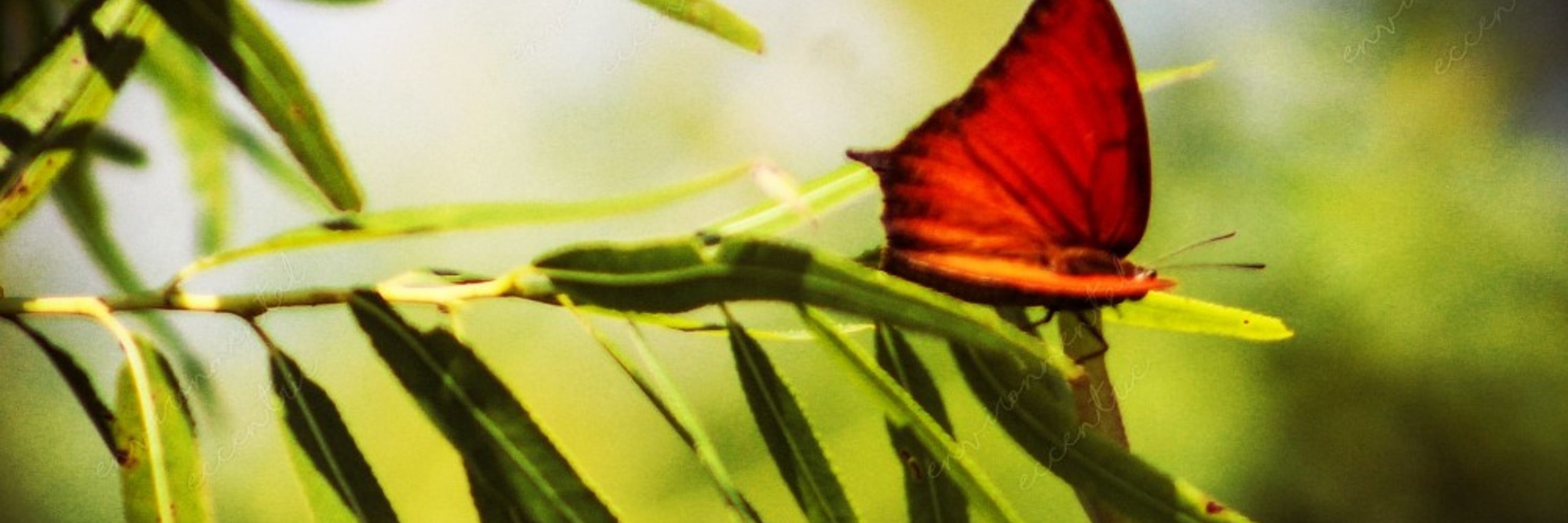 The Environmental Eccentric