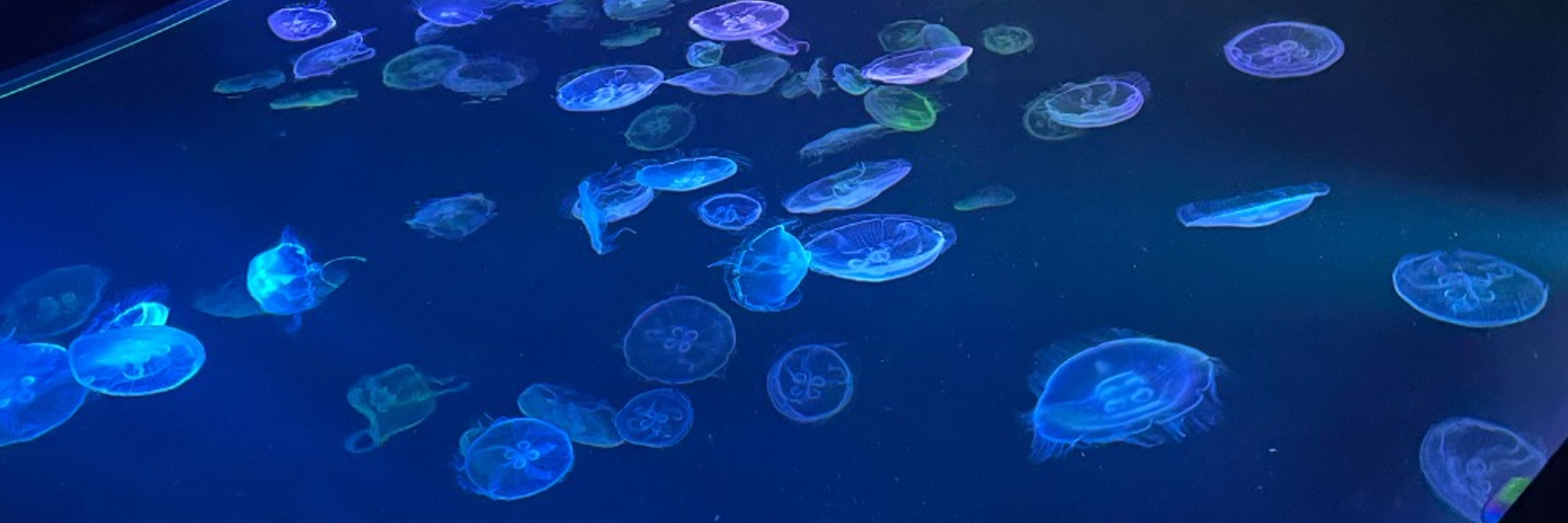 水族館