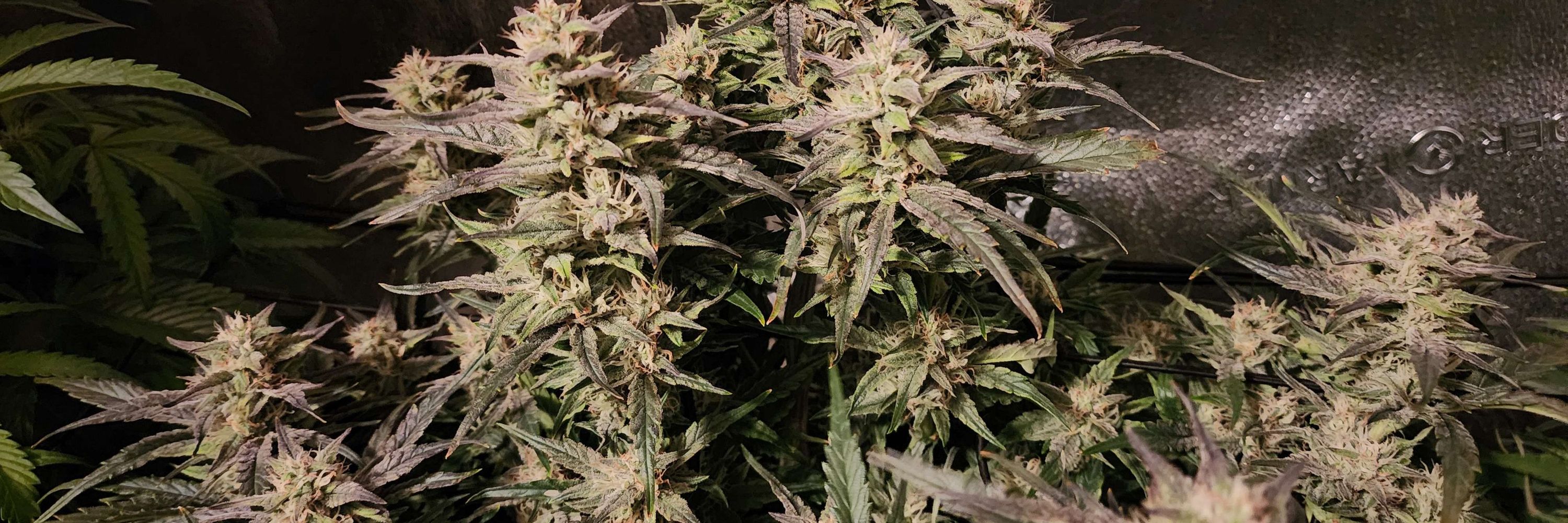 Minnesota Autoflowers