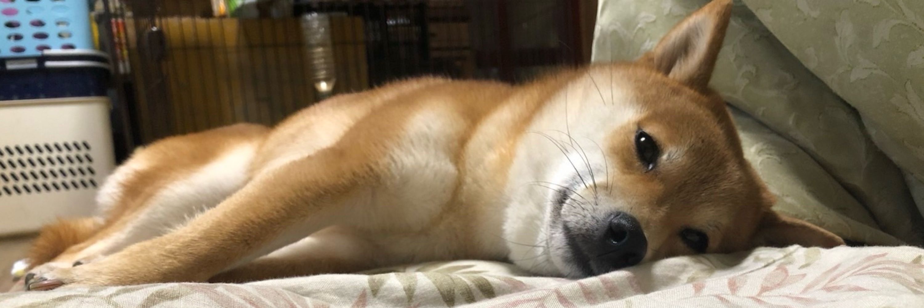めしだ