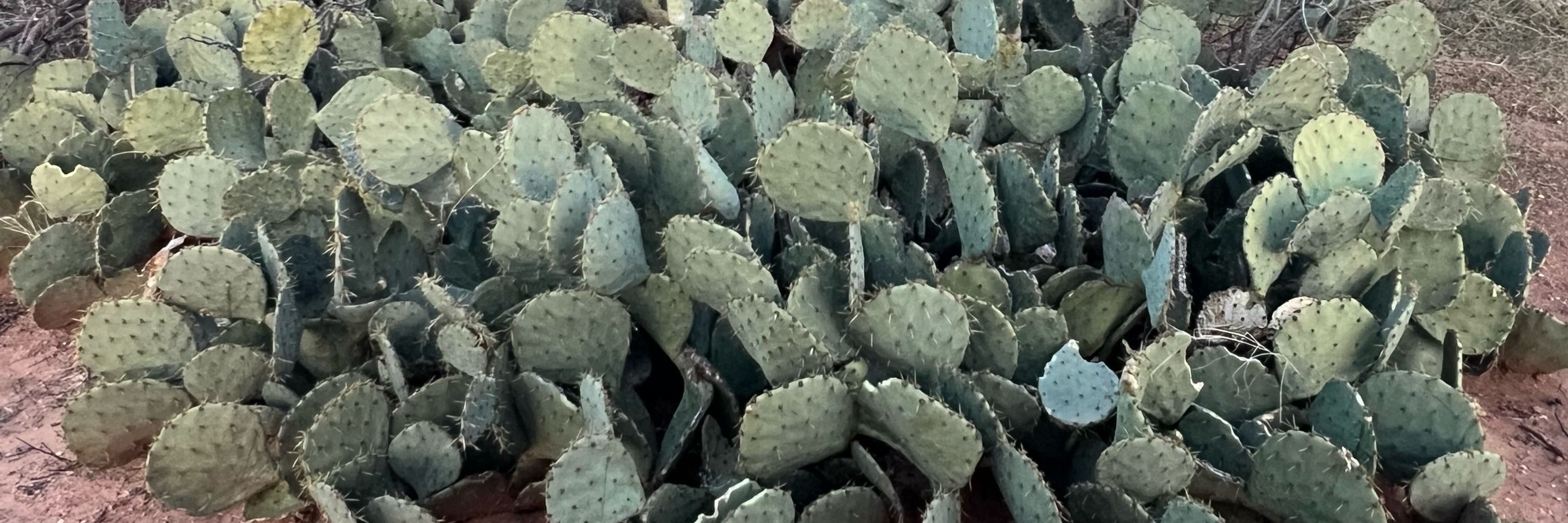 Resting Plant Face